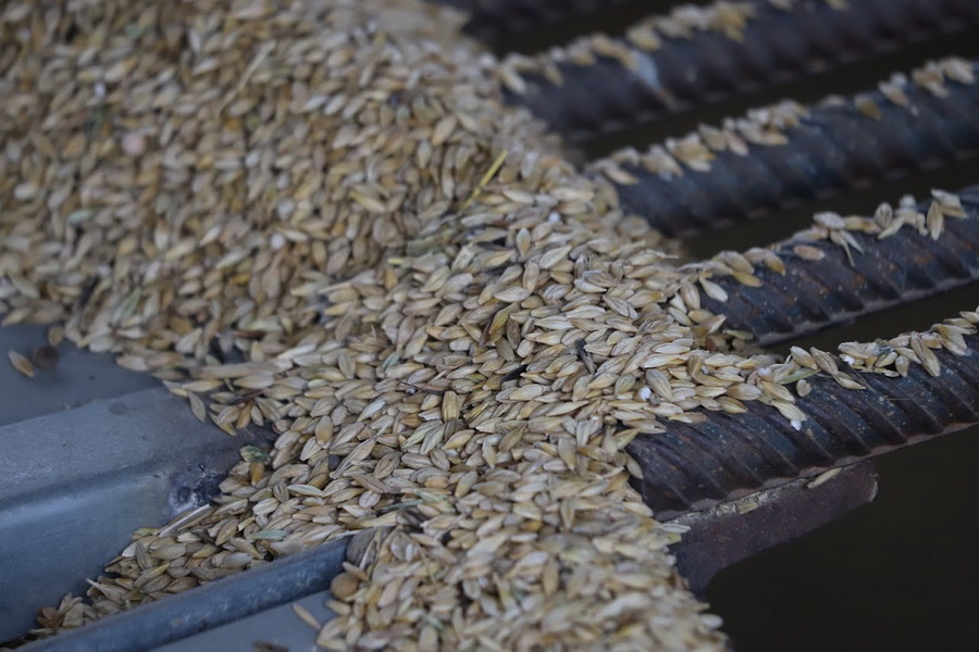 В РК выданы квоты на вывоз 204 тыс. тонн пшеницы