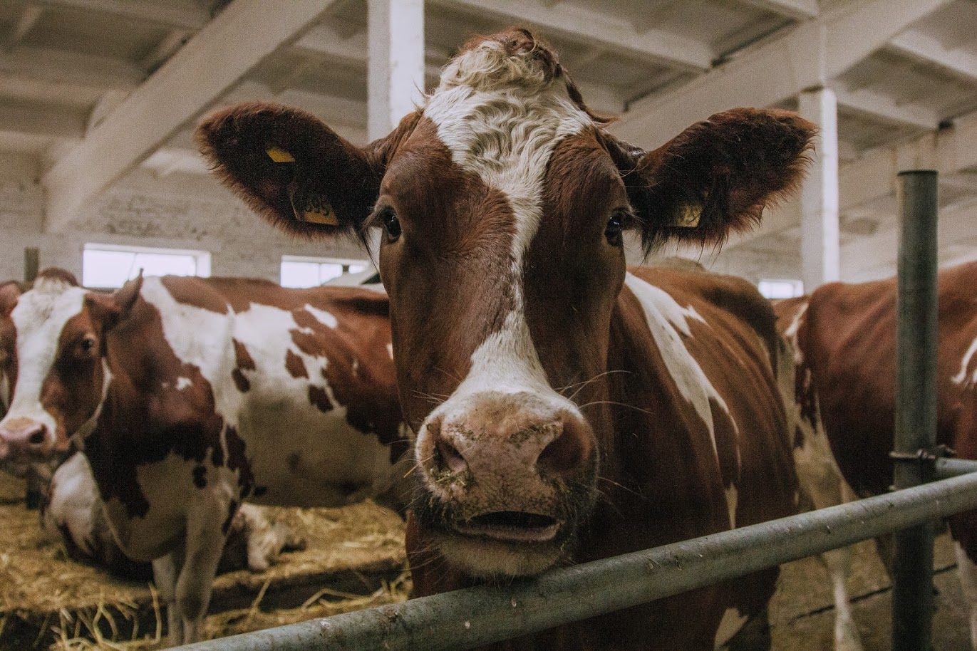 Мясное животноводство в 2019 г. выросло на 5,8%