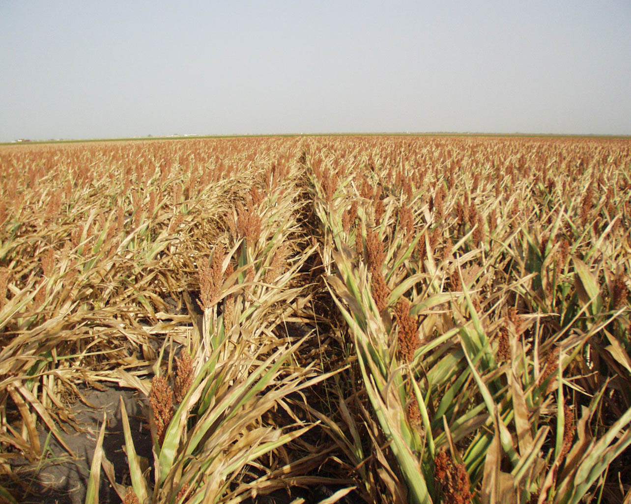 Казахстанские фермеры могут застраховать посевы от засухи с помощью спутников