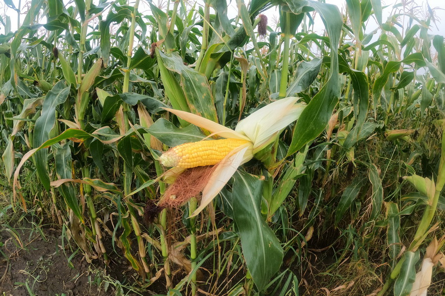 Переработку кукурузы запустят в Туркестанской области