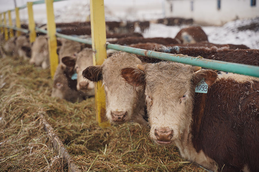 Запрет на экспорт бычков и картофеля введен в Казахстане