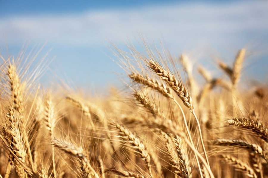 Цены на пшеницу в Казахстане остаются высокими