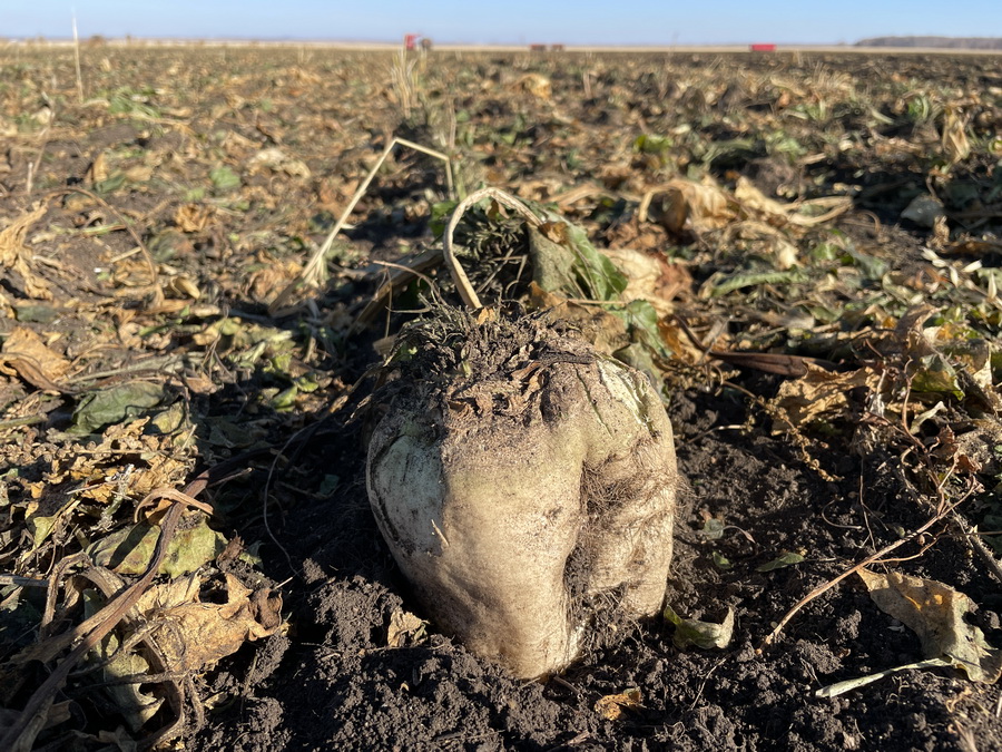 Қант зауыттары тоқтап, қызылша өнімі егістіктерде шіріп кетеді