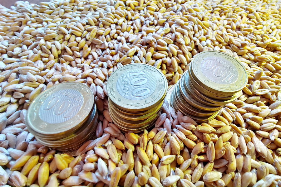 Урожай пшеницы в Казахстане снизился на 25% 
