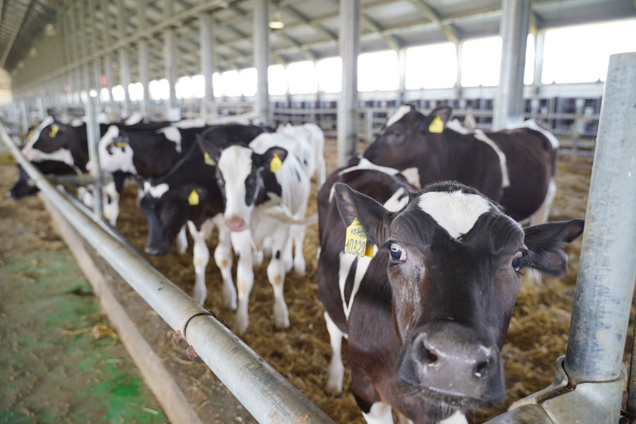 ТОП-50 молочных ферм Казахстана по удоям в 2020 году
