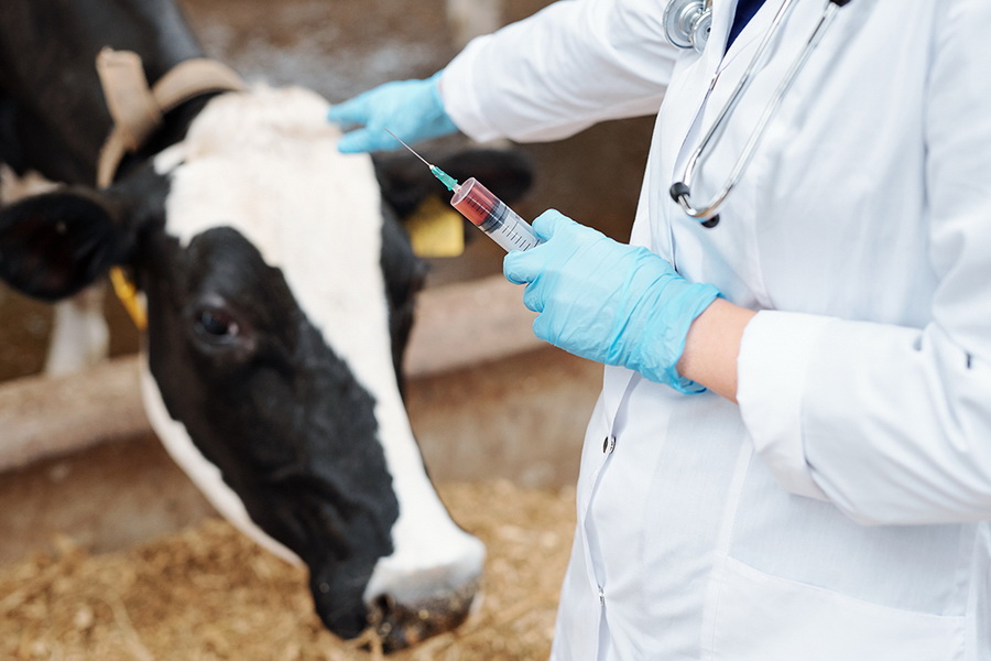 В феврале в РК начнется вакцинация сельхозживотных