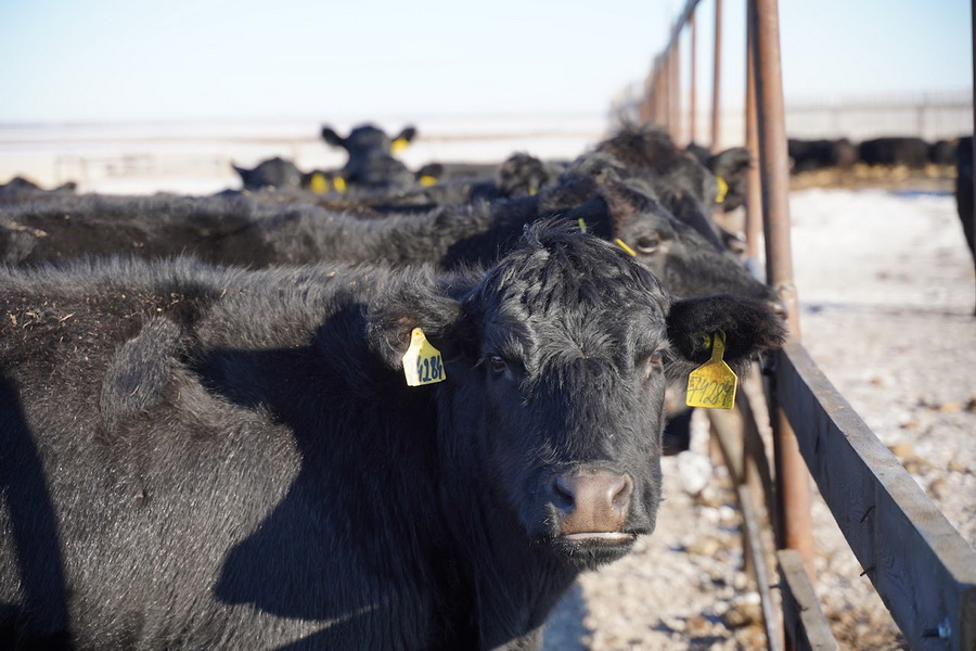 Республиканские палаты по породам скота получат новые полномочия