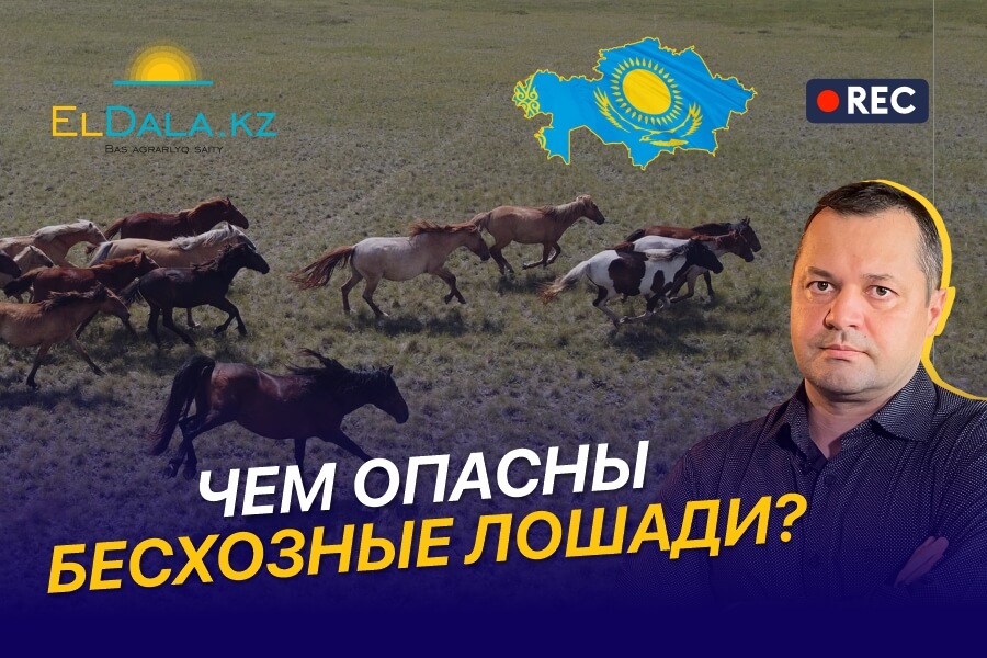 Бродячие лошади в Казахстане: опасность для фермеров и пути решения проблемы
