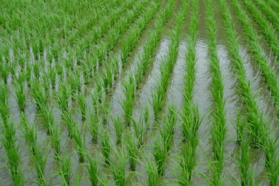 В Кызылорде будут выращивать рис по японской технологии