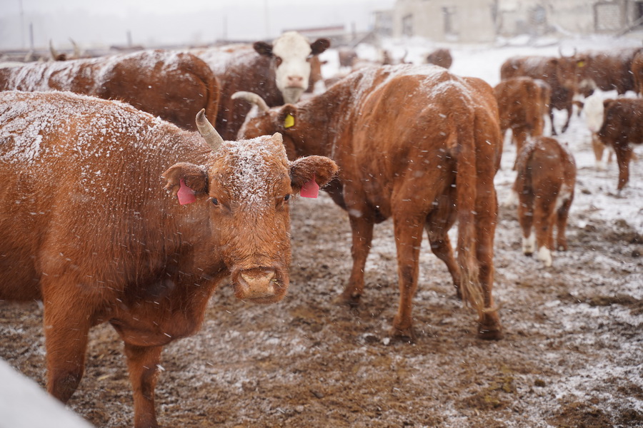 1,5 тыс. голов скота забито в ЗКО из-за вспышек инфекций