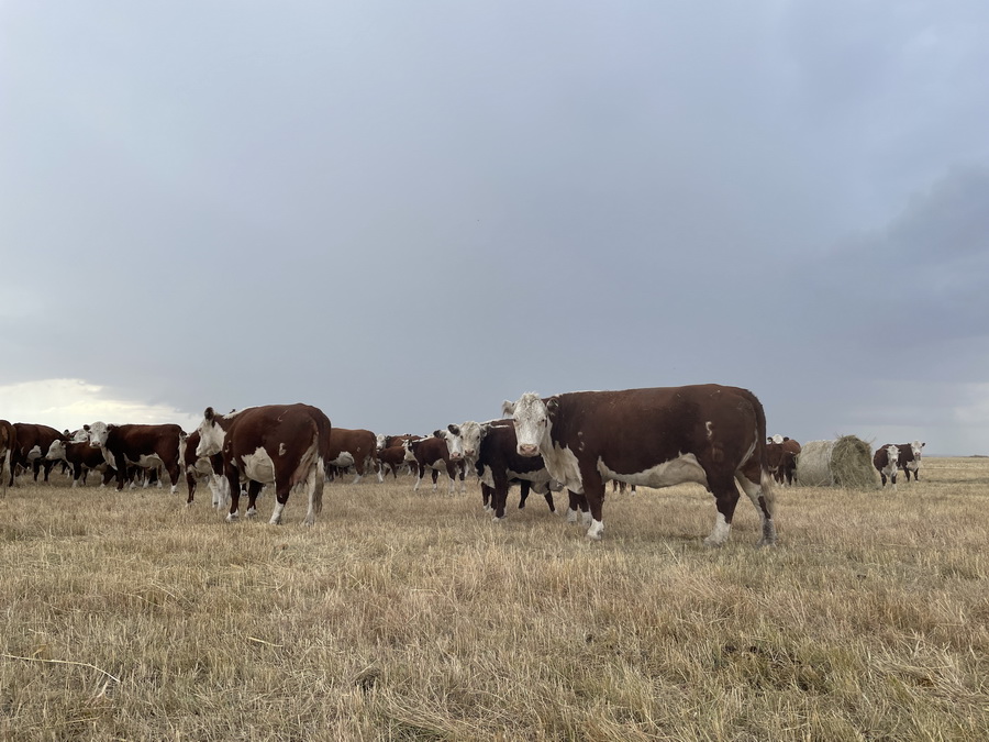 Где готовы платить $14 за килограмм говядины из Казахстана?