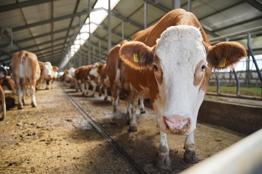Компания «Мамбетов и К» строит новую ферму откорма бычков в СКО