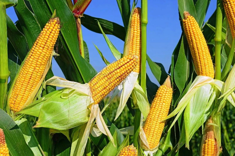 Урожай кукурузы в Алматинской области превысил 580 тыс. тонн