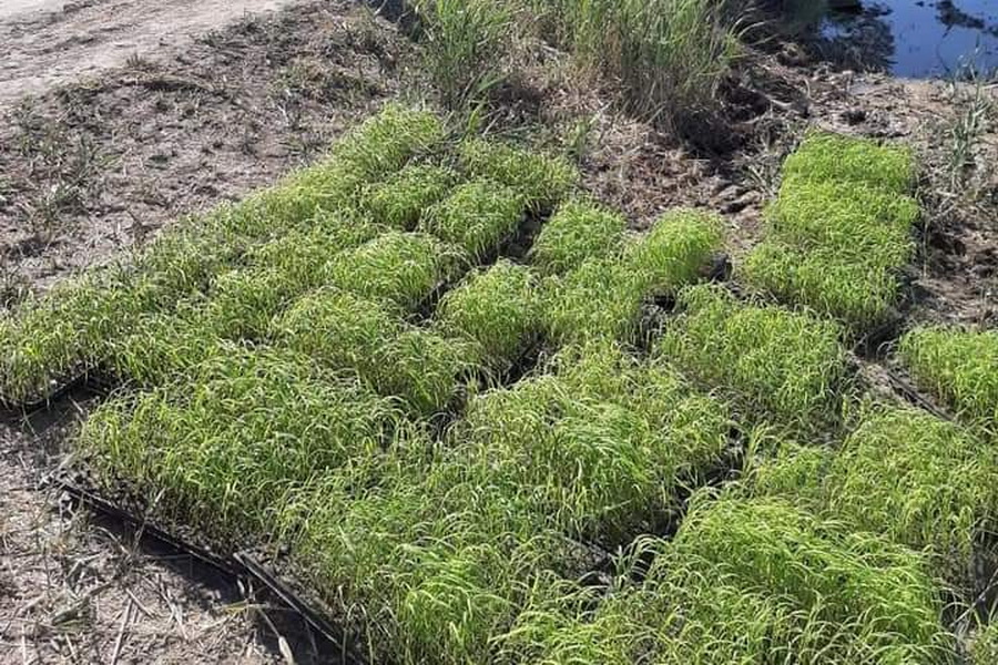В Кызылорде внедряют новый способ выращивания риса