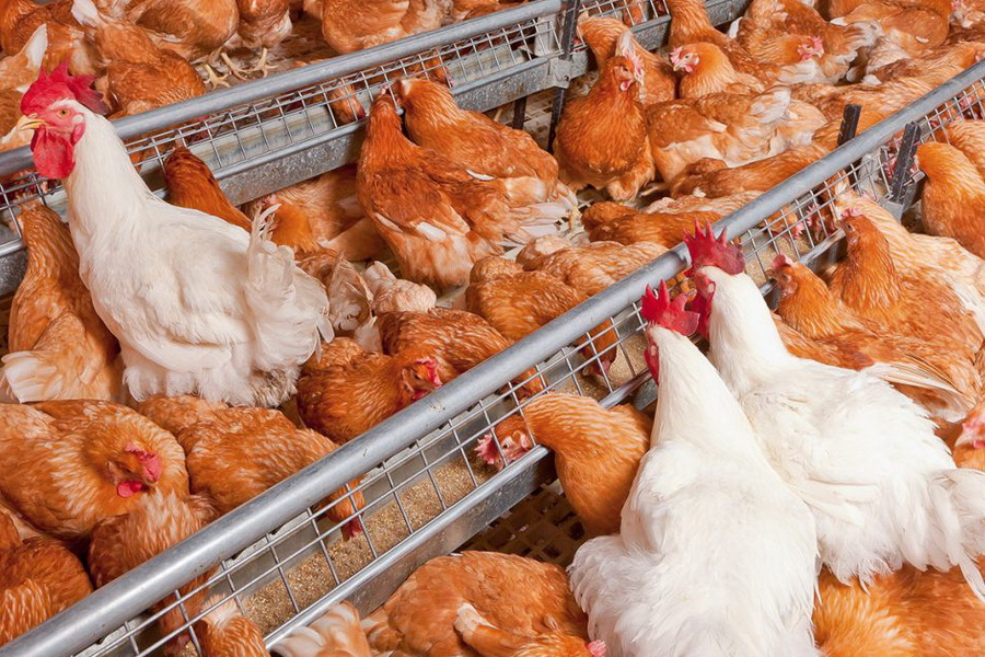 При вспышке птичьего гриппа в РК уничтожено 1,9 млн голов птицы