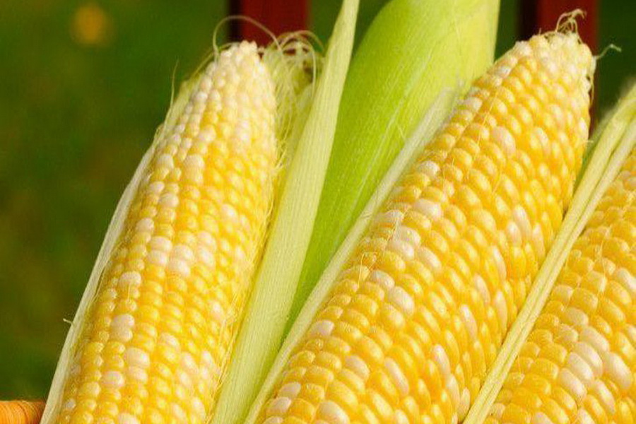 Минсельхоз поддержит производство семян кукурузы венгерской селекции
