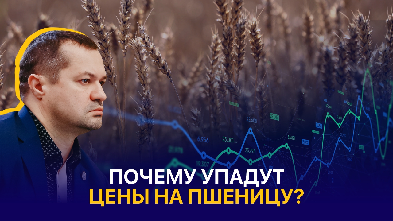 Почему упадут цены на пшеницу?