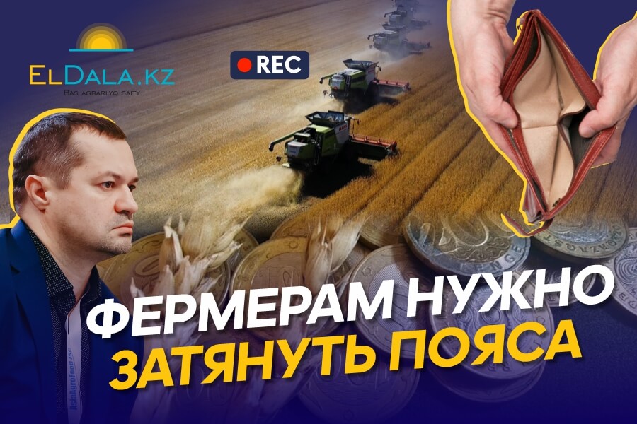 Аграрии разорятся? Почему падают цены на пшеницу в Казахстане?