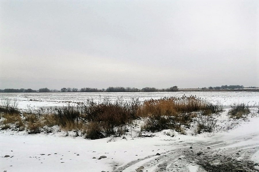 Посевы озимых в Казахстане оказались под воздействием аномальных температур