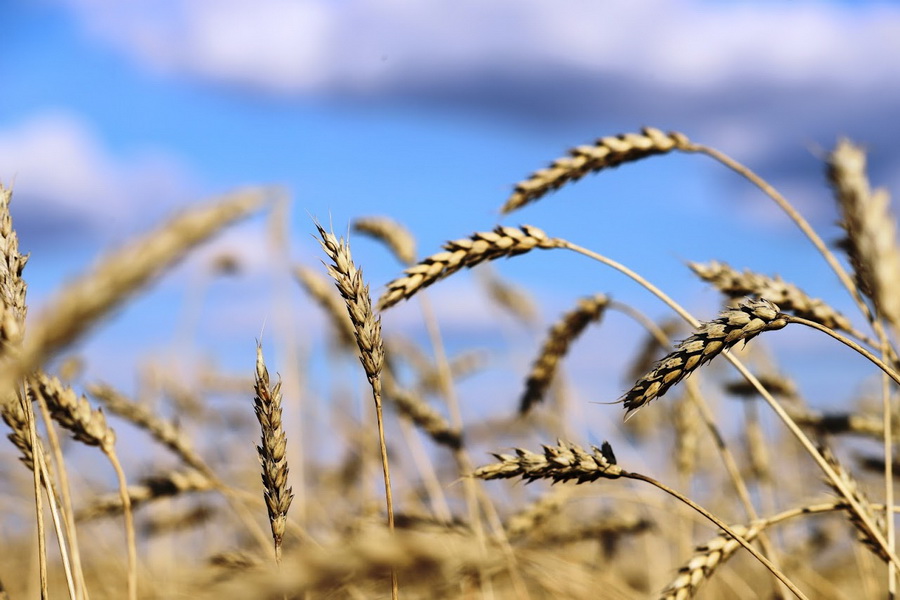 Урожайность пшеницы в Казахстане значительно ниже, чем у соседей