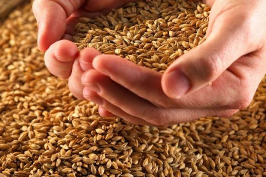 Казахстан нарастит экспорт зерна выше 9 млн тонн