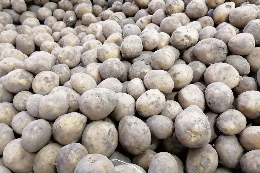 Champion Foods намерена импортировать картофель из Казахстана
