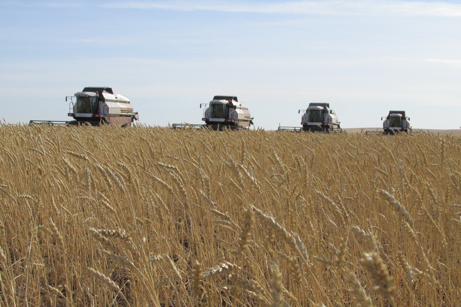 На ETS вырос спрос на пшеницу
