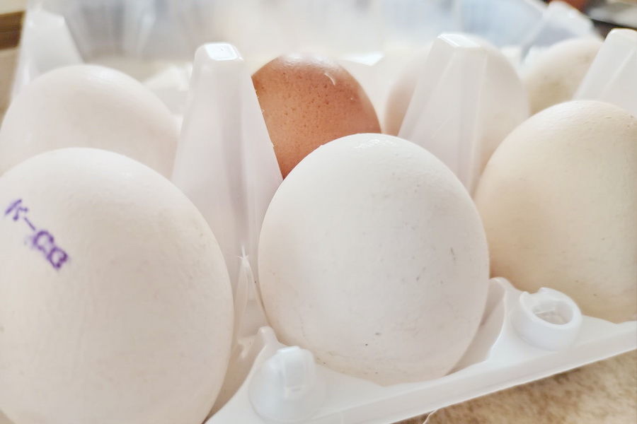 Субсидии на производство яйца увеличат до 3 тенге