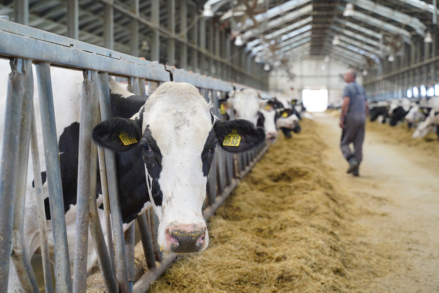 Молочники готовы обеспечить Казахстан мясом. АгроКараван Молоко 2021, день 13
