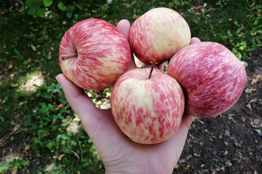 Ученые Казахстана работают над выведением новых сортов яблок