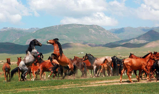 В Аркалыкском регионе займутся племенным коневодством