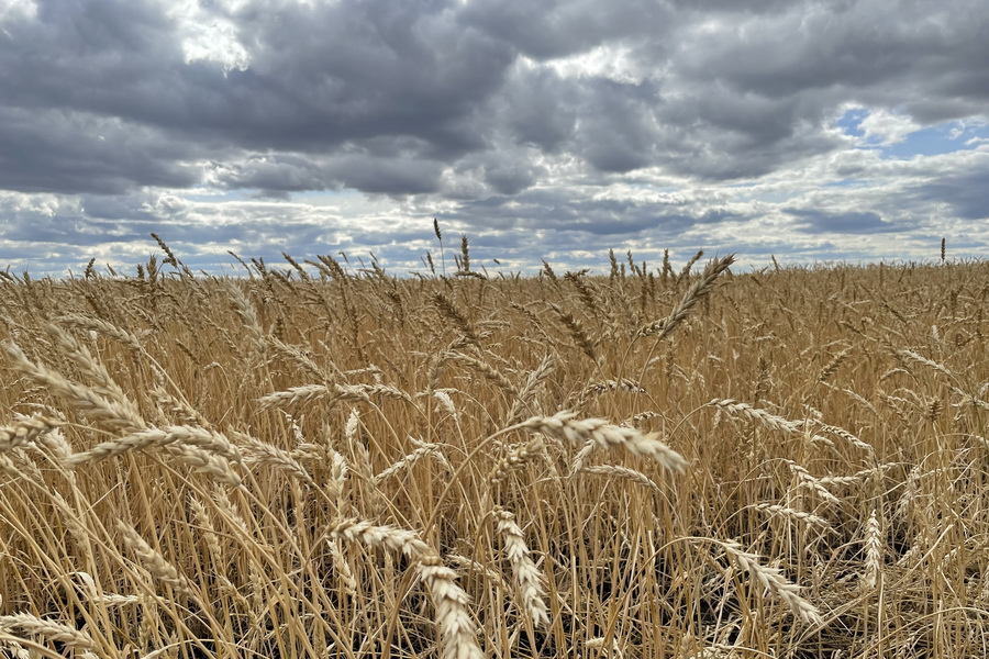  Урожай зерна выше 20 млн тонн прогнозируют в Казахстане