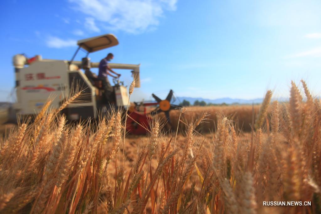 Китай увеличил производство зерна на 13,4 млн тонн