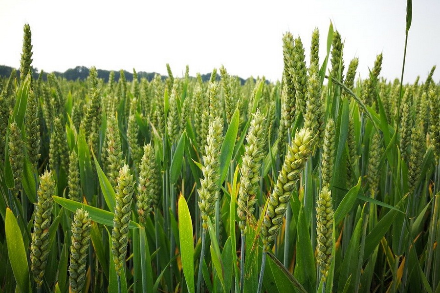 Казгидромет оценил состояние посевов озимой пшеницы на юге РК