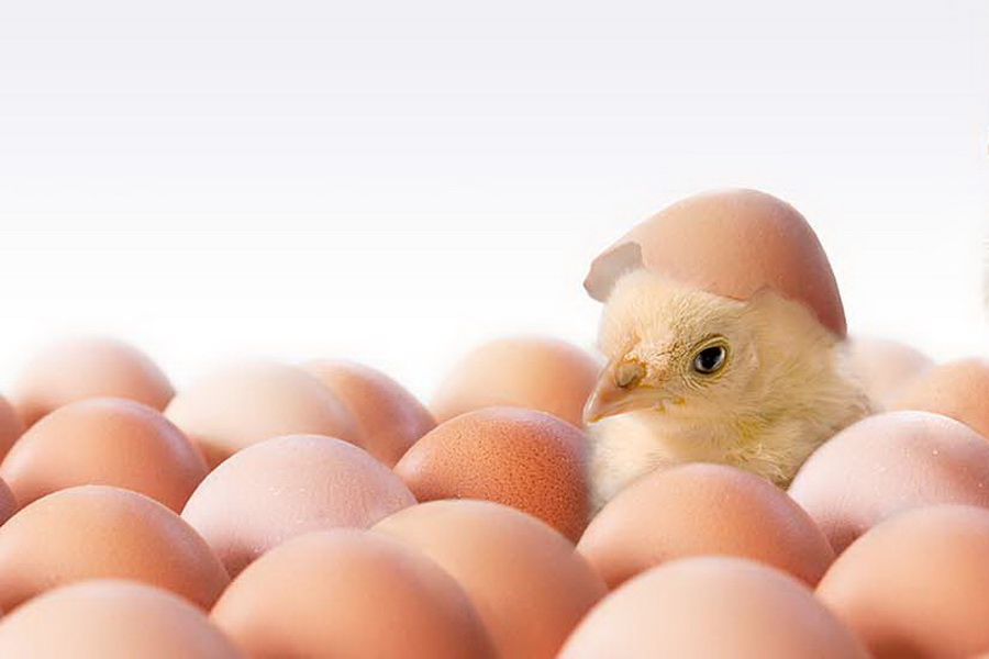Производство яиц в Карагандинской области сократилось на 9,5% за 9 месяцев