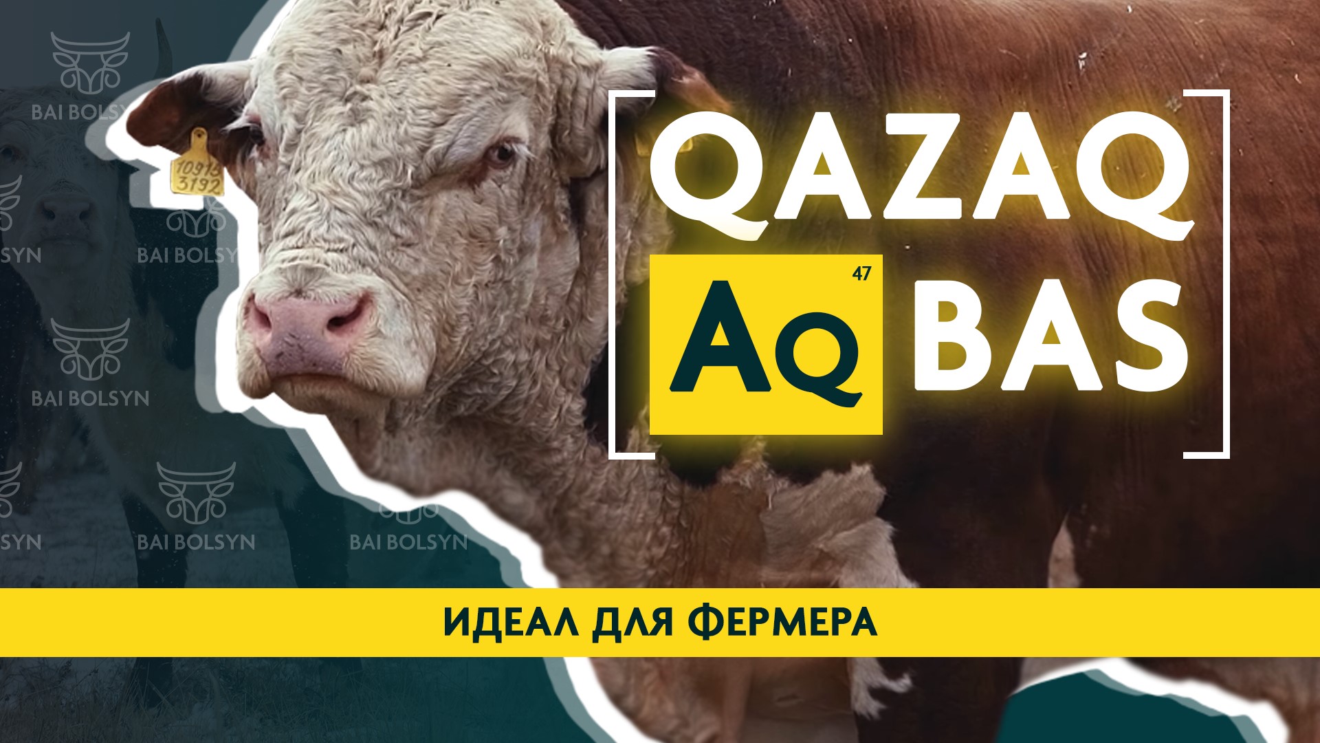 Казахская белоголовая — идеал для фермера? Где купить, плюсы и минусы, содержание, откорм, привесы