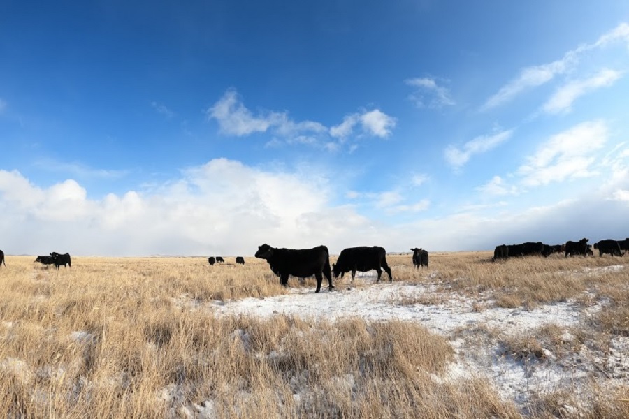 В Казахстане ожидаются снег и метель