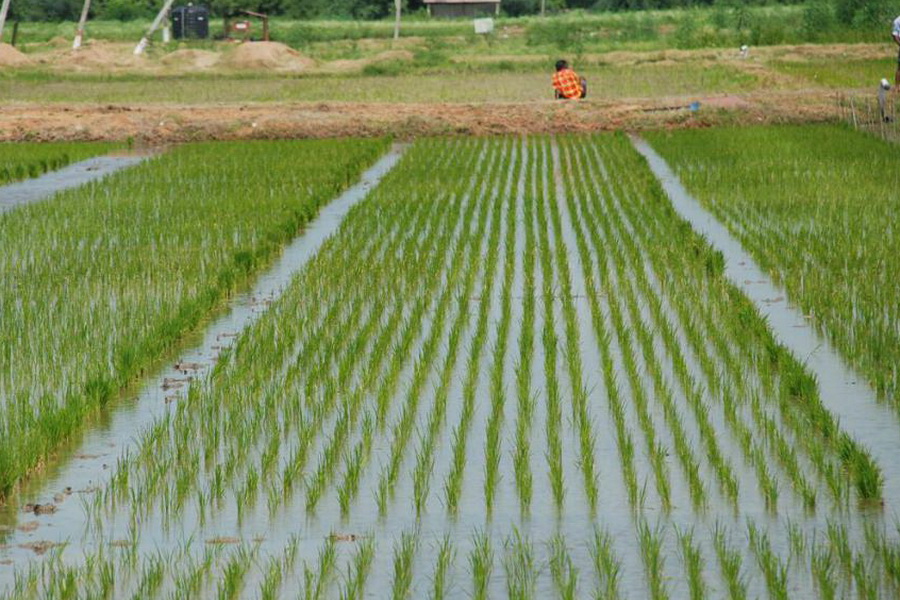 Правительство поручило сократить посевы риса в южных регионах
