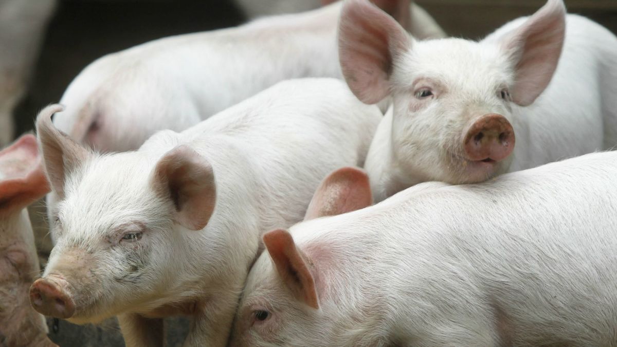  За 2019 г. поголовье свиней возросло почти на 24 тыс. голов
