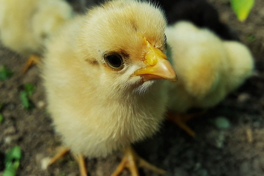 Падеж домашней птицы в Акмолинской области может быть связан с болезнью Ньюкасла