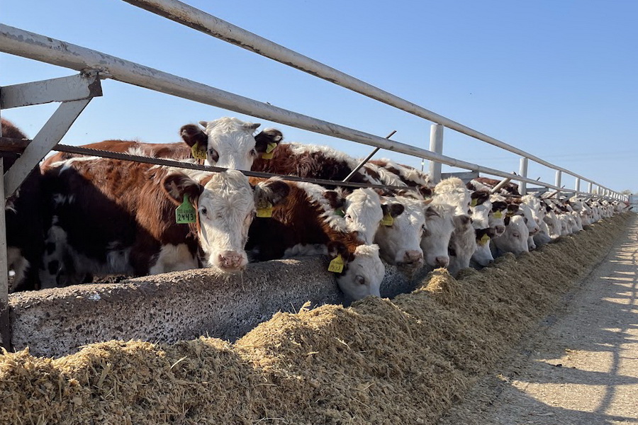 Казахстан разрешил ввоз скота и мяса из России