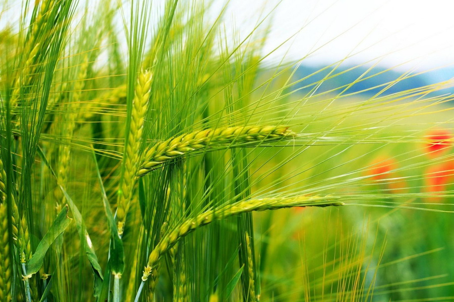 В СКО получили большой объем пшеницы 2 класса