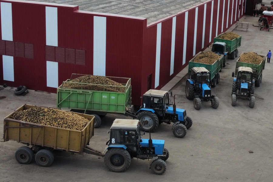 Высокий урожай картофеля в Казахстане привел к снижению цен