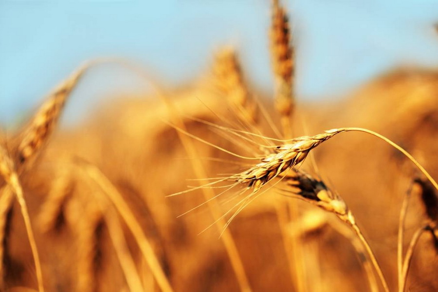 Трейдеры на ETS не хотят снижать цену пшеницы