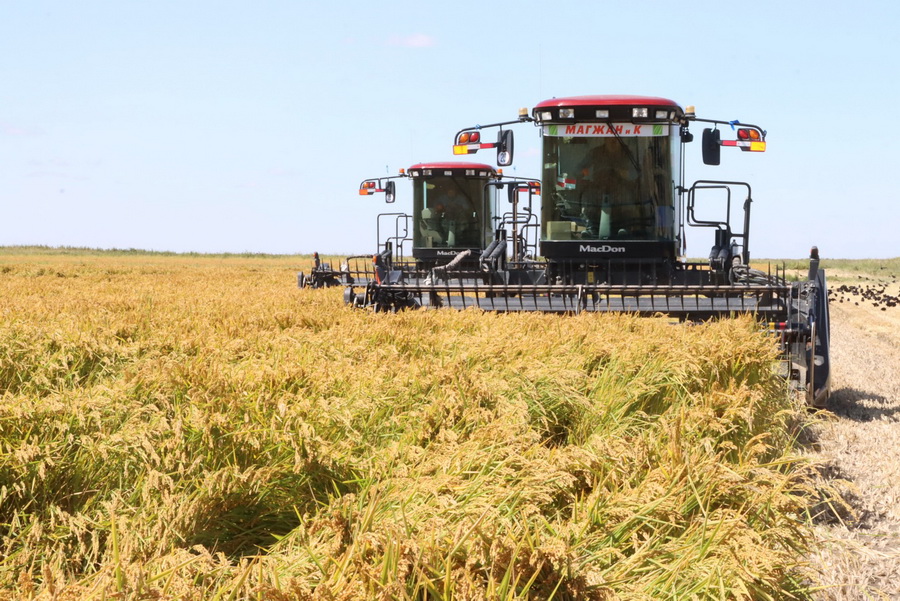 Рост цен на рис до 500 тенге/кг прогнозируют в Казахстане