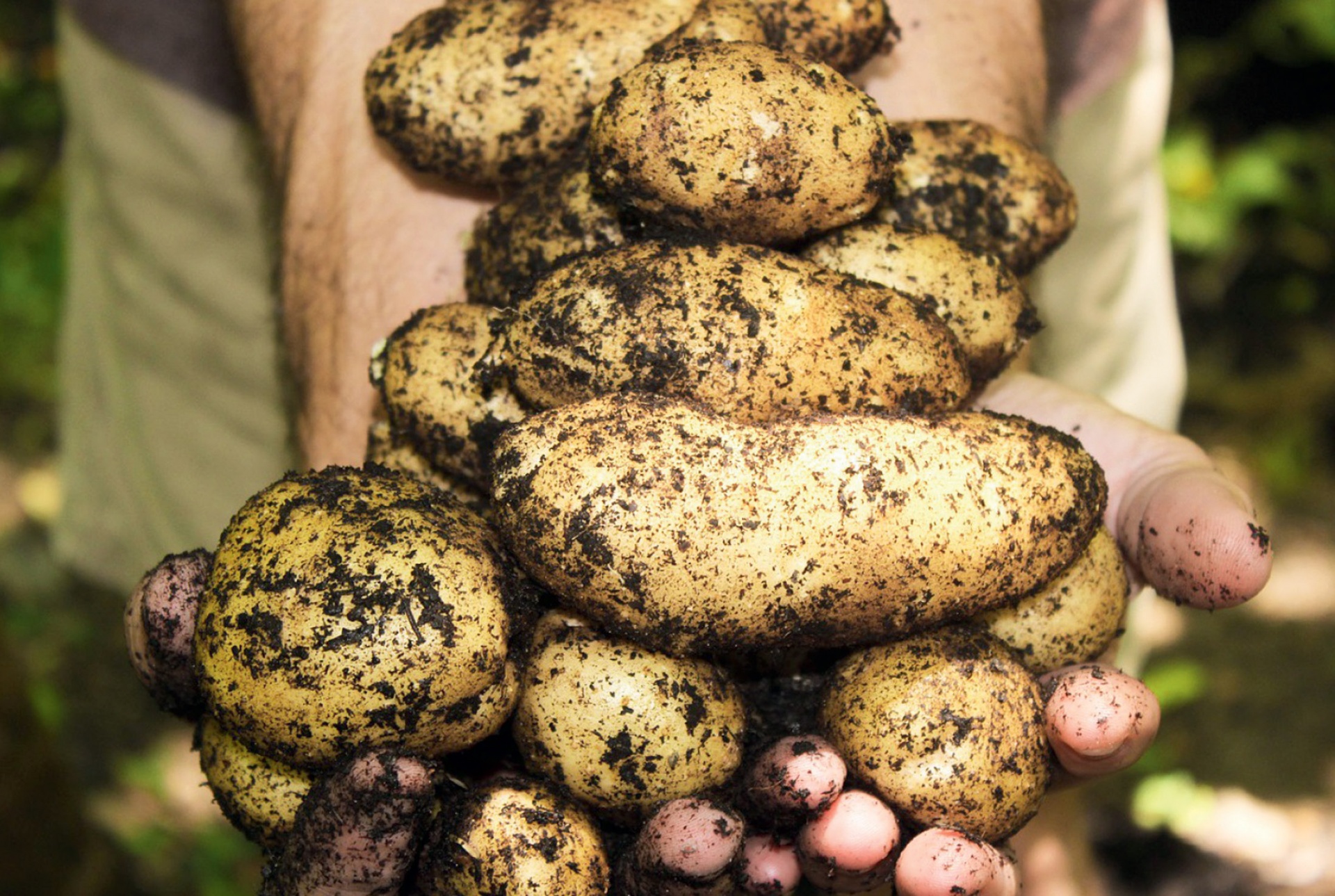 Экспорту картофеля поможет переработка