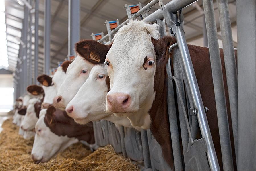 В СКО в декабре запустят пять молочных ферм