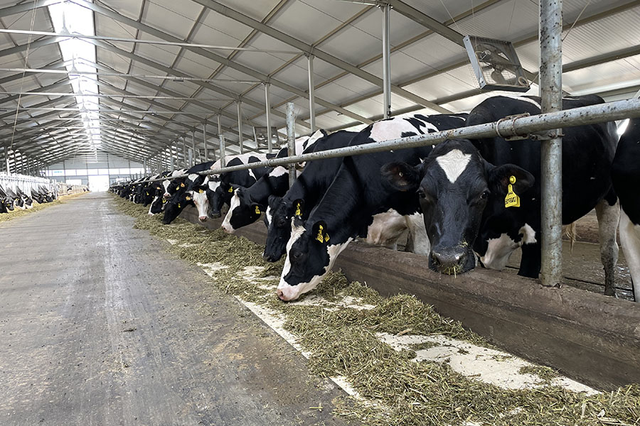 ТОП-10 молочных компаний Казахстана по продуктивности коров в 2024 году