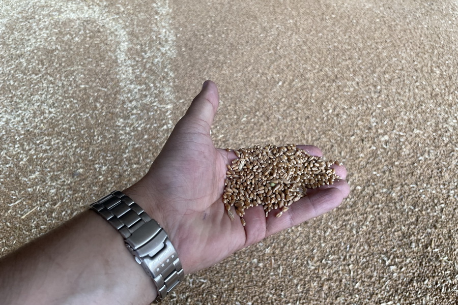 Цены прямого закупа пшеницы объявила Продкорпорация