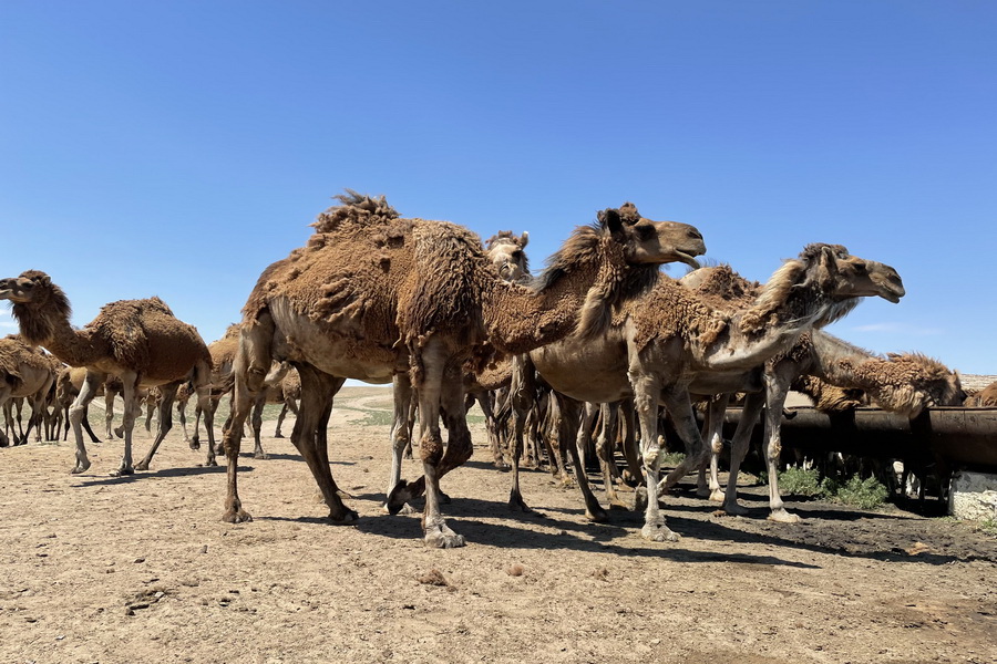 Golden Camel перезапустит переработку верблюжьего молока в Туркестанской области